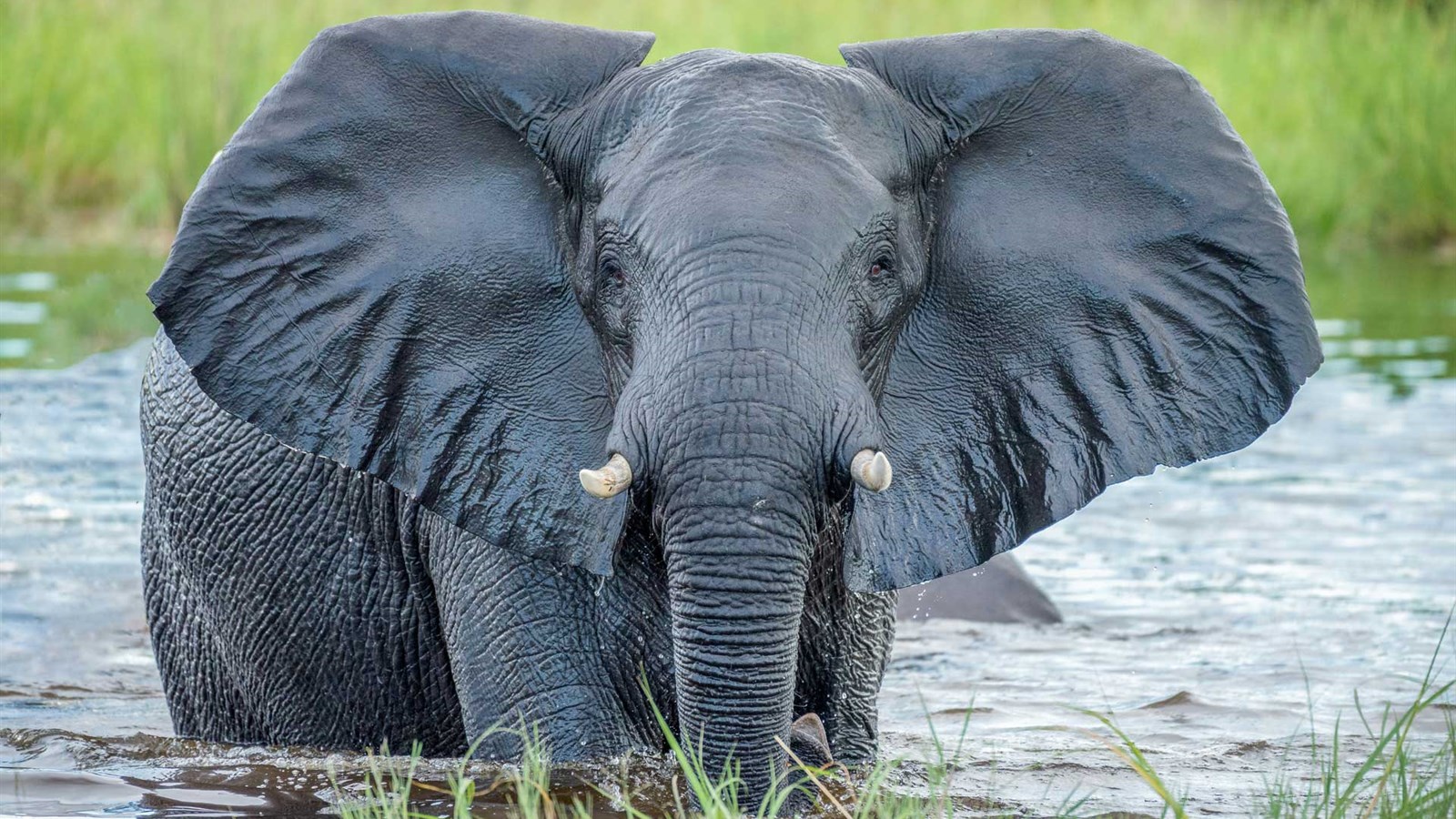 Best time to visit Kruger Park Safaris